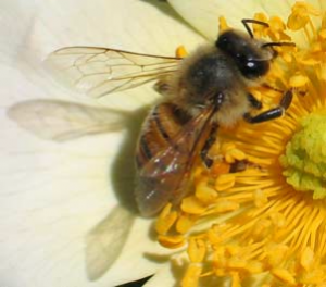 تولید مثل و تشکیلات کندوی  زنبور عسل